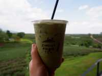 ดื่มชาร้านดัง วิวหลักล้าน“ไร่ชาฉุยฟง”