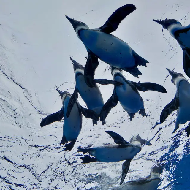 Sunshine Aquarium Tokyo: A Wonderful Aerial Aquarium Journey