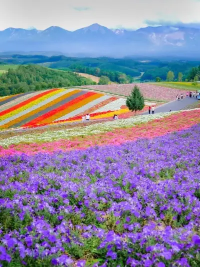 四季彩の丘 四季彩の丘 (美瑛町) - ツアーとアクティビティ | エクスペディア