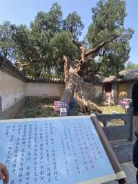🌍 Exploring the Birthplace of Chinese Martial Arts 🌷🌷
