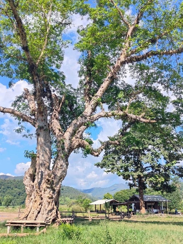 Chiang Mai ☕ Coffee Hopping – Café Gems in Nature