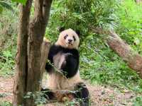 แพนด้า 🐼....เฉิงตู
