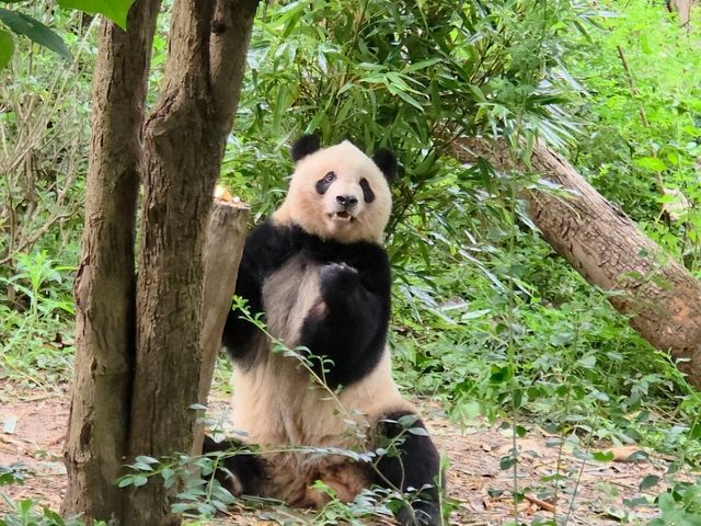 แพนด้า 🐼....เฉิงตู