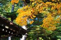 Hokkaido Shrine & Maruyama Park – The Spiritual Heart of Sapporo 🍁⛩️🌸