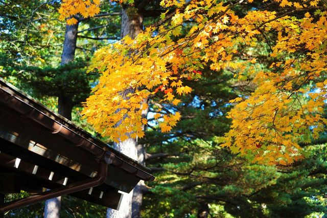 Hokkaido Shrine & Maruyama Park – The Spiritual Heart of Sapporo 🍁⛩️🌸