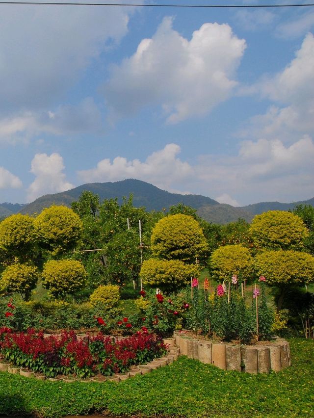 🍊 : Thanathon Orchard สวนส้มธนาธร สวนท่าตอน 🍊 : Thanathon Orchard สวนส้มธนาธร สวนท่าตอน