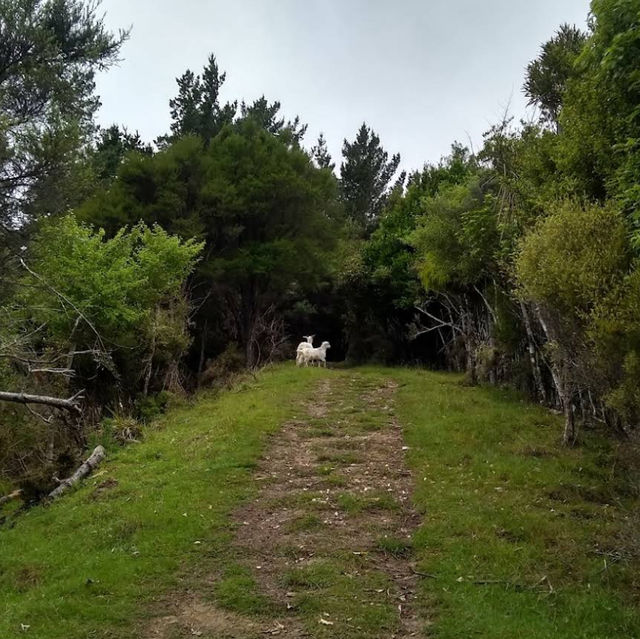 Eatwell Lookout – Panorama Point over Kenepuru & Queen Charlotte Sounds