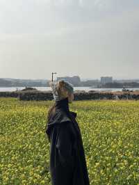 제주 동부 유채꽃밭 포토스팟 체험기 🌼