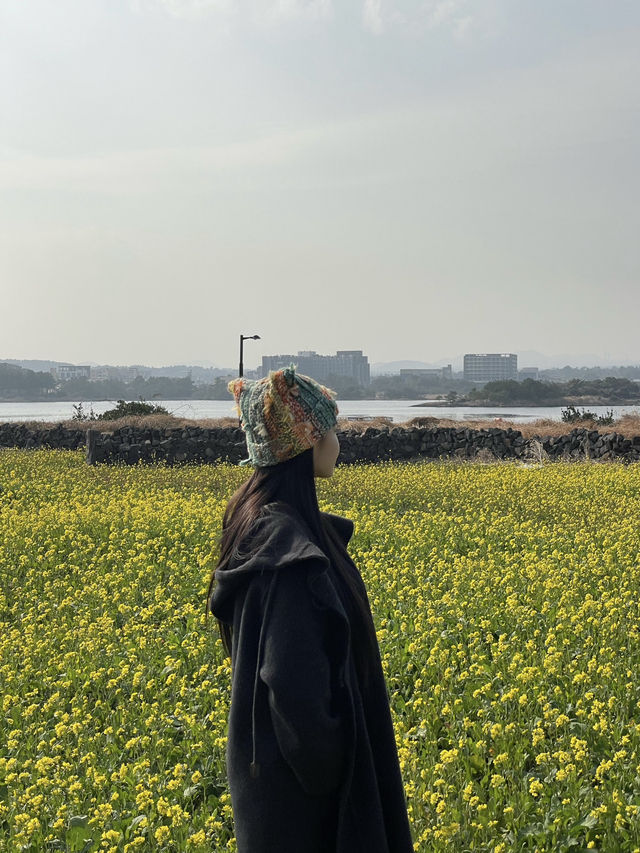 제주 동부 유채꽃밭 포토스팟 체험기 🌼