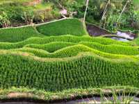 📍 뜨갈랄랑 계단식 논(Tegalalang Rice Terrace) 방문 후기
