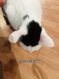 台北公館 貓食光 陪伴貓貓的新去處
