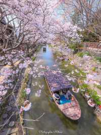 Serenity on Hachiman-bori Canal — A Timeless Cherry Blossom Cruise 💗