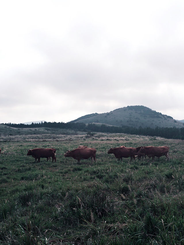 제주도 3박 4일 여행 일정