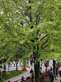 Dujiangyan: A Verdant Masterpiece