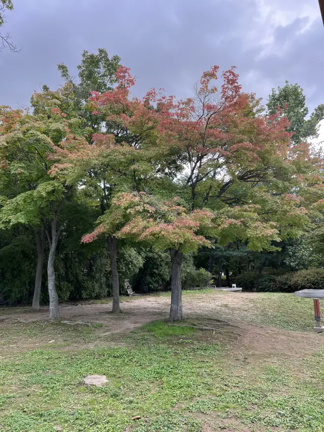 秋色染透的世界杯公園