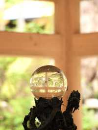 永平寺の紅葉。山門辺りはグラデーション豊かで絶景