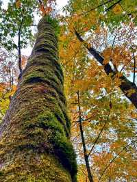 ๐ฒ๐ง๏ธ Pacific Spirit Regional Park โ Vancouverโs Emerald Escape