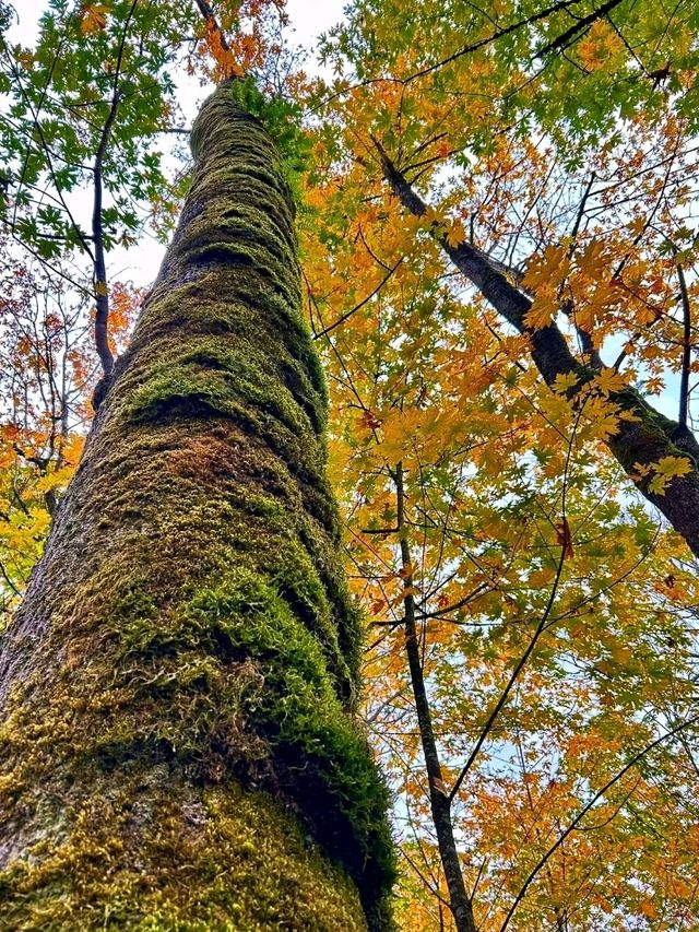 ๐ฒ๐ง๏ธ Pacific Spirit Regional Park โ Vancouverโs Emerald Escape ๐ฒ๐ง๏ธ Pacific Spirit Regional Park โ Vancouverโs Emerald Escape