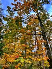 ๐ฒ๐ง๏ธ Pacific Spirit Regional Park โ Vancouverโs Emerald Escape
