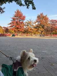 가을 단풍으로 물든 상암동 평화의공원 반려견 산책하기 좋은 곳🍁