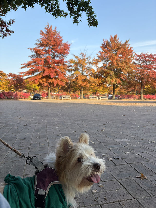 가을 단풍으로 물든 상암동 평화의공원 반려견 산책하기 좋은 곳🍁