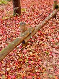 🍁 도쿄의 가을을 담은 이노카시라 시공원 산책 🇯🇵🍂