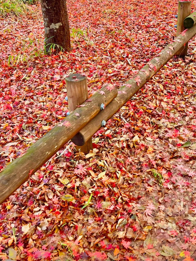 🍁 도쿄의 가을을 담은 이노카시라 시공원 산책 🇯🇵🍂