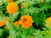 A Cocoa Village Garden Escape