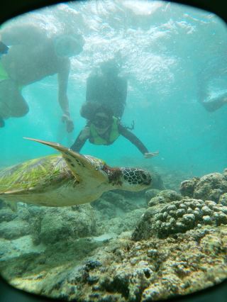 세부 가볼만한 곳 모알보알 