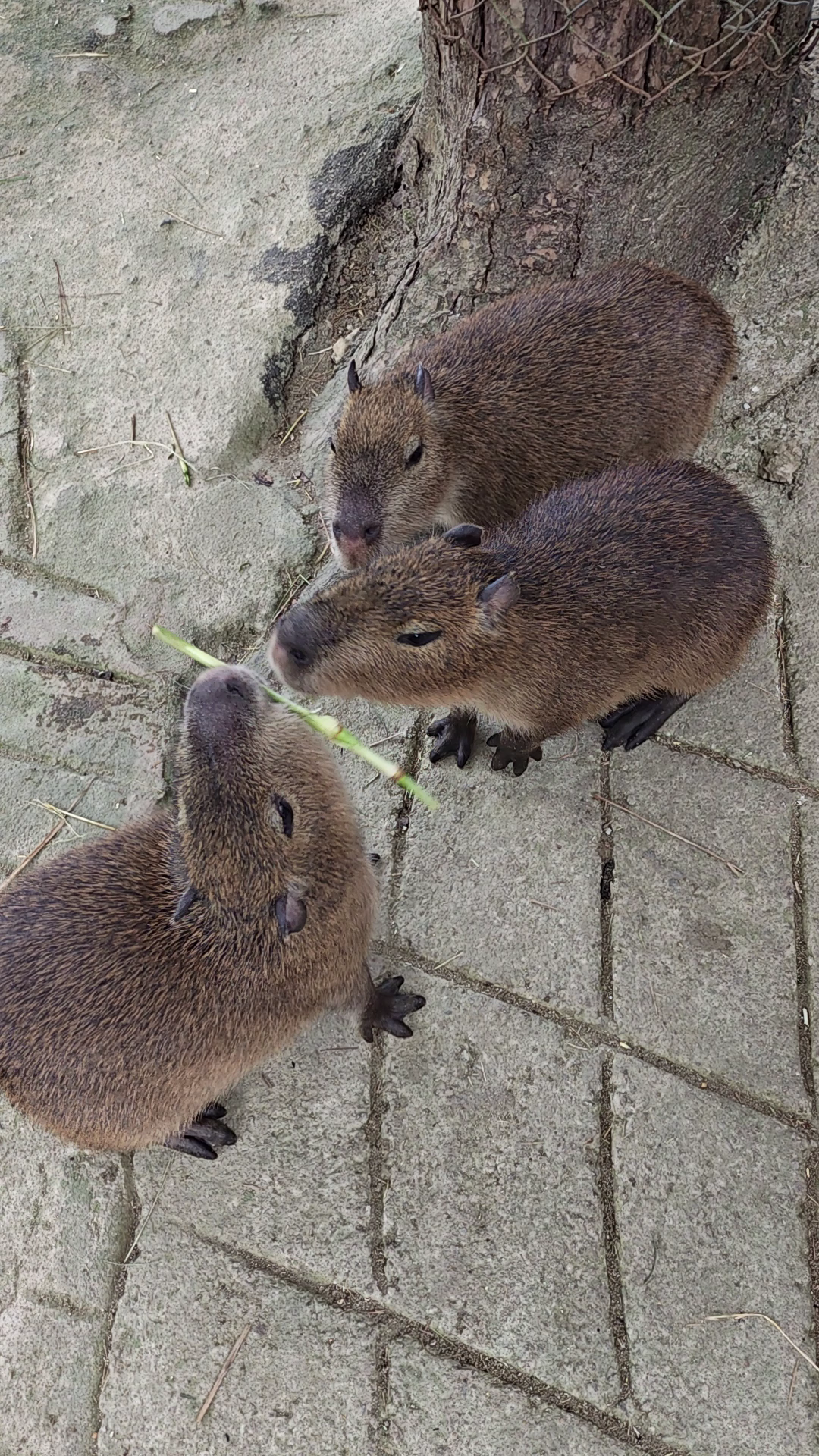 Cuddle Up to Aussie Critters at ZooDoo Da Lat 🐾🌿  
ZooDoo Da Lat delivers playful, feel-good farm vibes in the heart of Lam Dong's beautiful highlands! This petting zoo is famous for its happy animals, stress-free nature trails, and hands-on experiences that light up every visitor's day.

🗺️ Recommended Route & Must-Dos:  
Start by exploring the main animal paddocks just after opening for the calmest atmosphere (09:00). Meet kangaroos, alpacas, and a crew of friendly goats, then join a Vietnamese language tour for deeper insights (great for practicing your language skills!). Animal care here is top notch—feed sessions use safe foods and all critters look genuinely content.

🎟️ Visiting Tips:  
Admission is 150K VND. Book in advance. Arrive before noon to avoid crowds and catch the most lively animal interactions.

⚠️ Key Precautions:  
Animals here are well-loved, but always be gentle and follow staff instructions for feeding and handling. Watch young kids near the fence lines (animals may get excited during feeding time). Admission ends at 16:00, so time your visit!

#dalat #zoodoo #familytravel #pettingzoo #vietnamnature