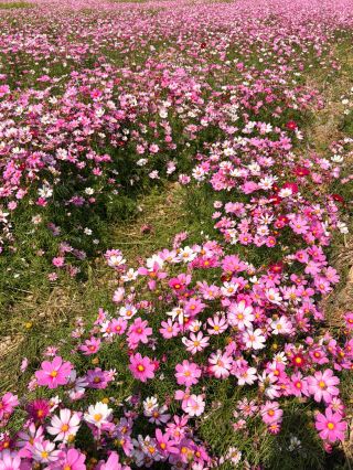 珠海｜斗门·格桑花の花畑