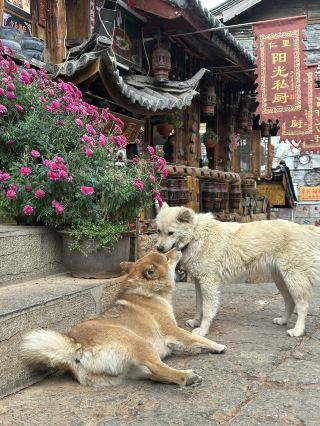 |ความคิด| ชูเหอในฤดูนอกฤดูท่องเที่ยว: มีแค่ฉัน ความหนาว และเมืองที่หลับใหล 🐱🏘️