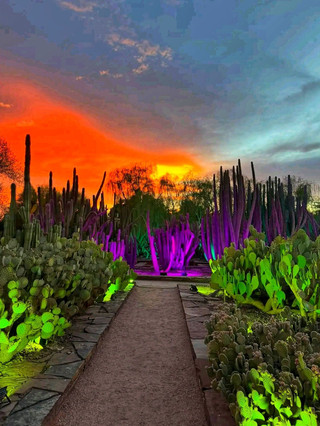 A Desert Oasis in the Heart of Phoenix 🌵🌺