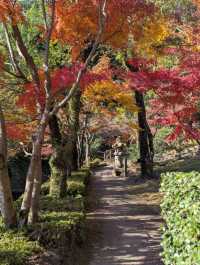 The Foliage Gamble: Chasing Autumn in Kyushu 🍁