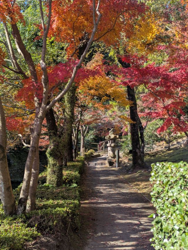 The Foliage Gamble: Chasing Autumn in Kyushu 🍁
