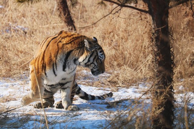 A Wild Encounter in Harbin 🐯🌲