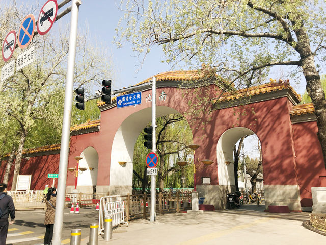 🌸🌳🍒Blossoms in Downtown Beijing! 🏙️