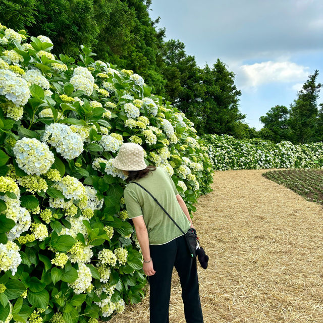 제주여행🏝️ 수국 만개 시즌 필수 코스, 보롬왓💚💛
