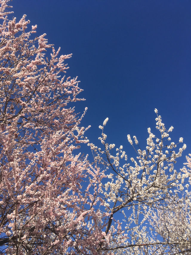 What can be more beautiful than spring in Beijing?🌸💕