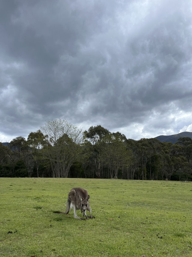 Nature beauty near Canberra