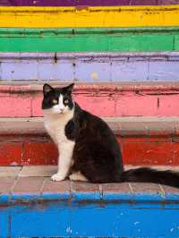 Istanbul Cats Rule the City: 5 Furry Facts You’ll Love 😻