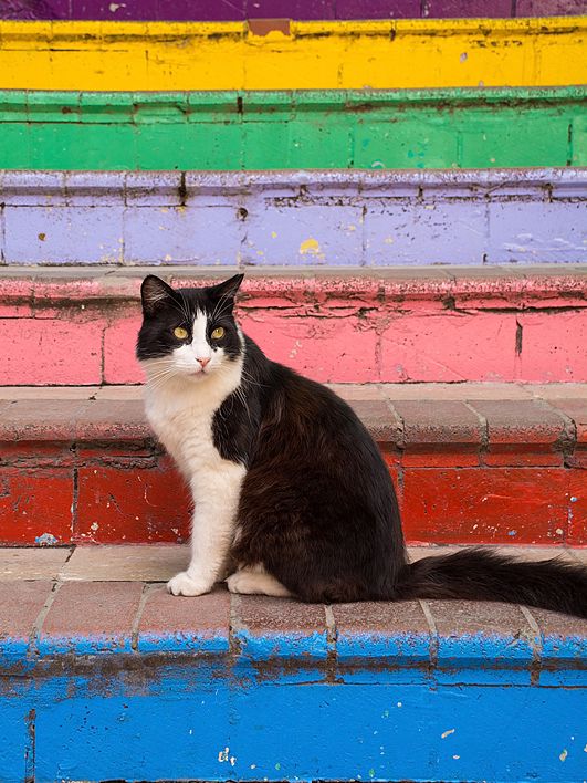 Istanbul Cats Rule the City: 5 Furry Facts You’ll Love 😻
