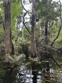 🇵🇪アマゾン川の大自然を体感🦥🦜🐒イキトス発アマゾンツアー
