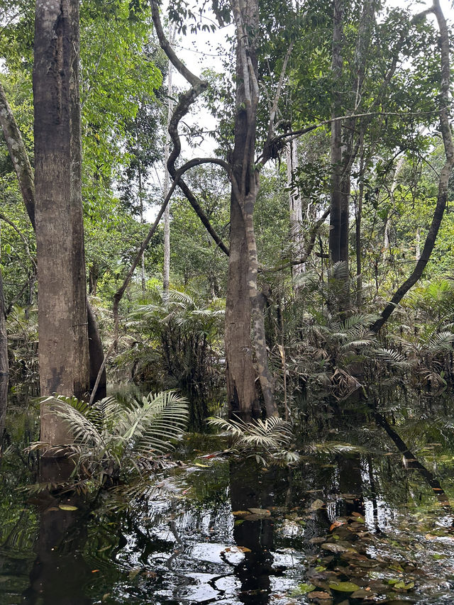 🇵🇪アマゾン川の大自然を体感🦥🦜🐒イキトス発アマゾンツアー