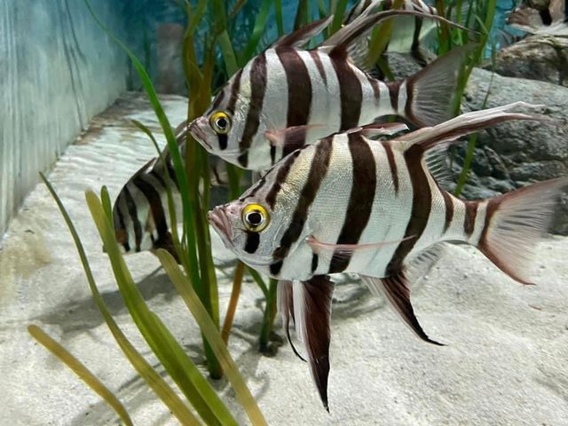 S.E.A. Aquarium 🐟