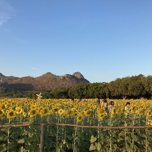 Sunflower field in Lopburi Thailand…