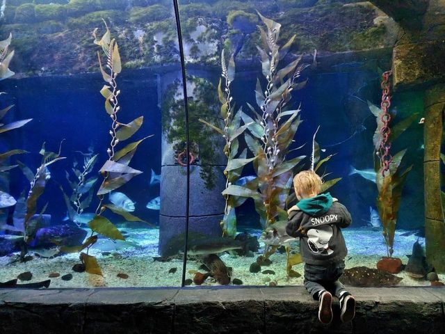 SEA LIFE Loch Lomond Aquarium 🐟