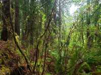 Enchanting Adventures in the Redwood Forest