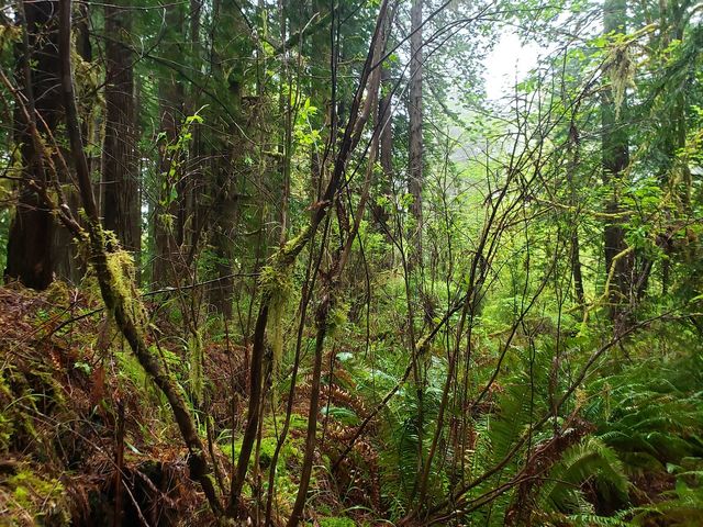 Enchanting Adventures in the Redwood Forest