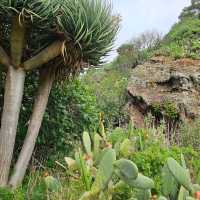 Anaga Rural Park walk. Tenerife.